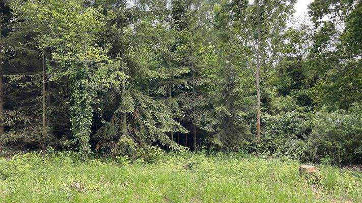 Bäume am Grundstücksende