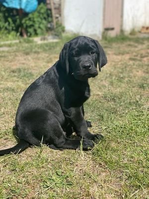 Endlich Platz für einen Familienhund!