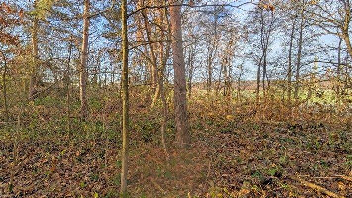 Blick Richtung Wiesengrund 