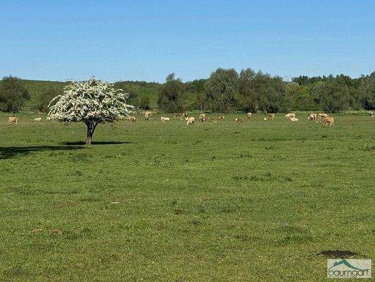 Wiesen bis zum Sonnenuntergang