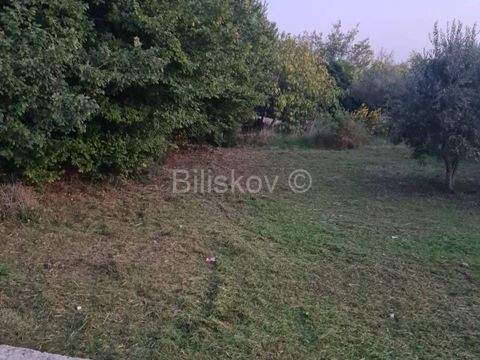 Diklo - Puntamika Bauernhöfe, Landwirtschaft, Diklo - Puntamika Forstwirtschaft