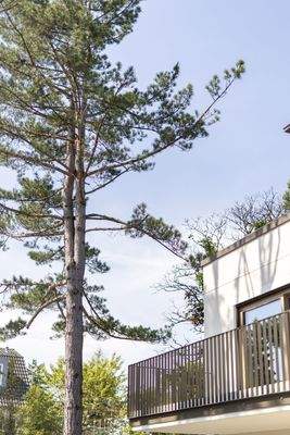 Detail Baumbestand Quartier