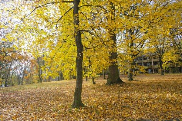 Idyllische Parkumgebung