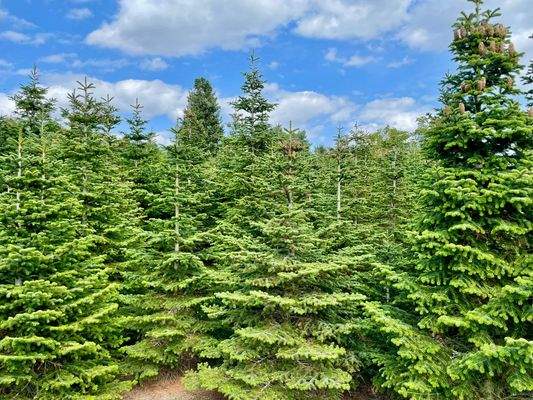 Nordmanntannenwäldchen