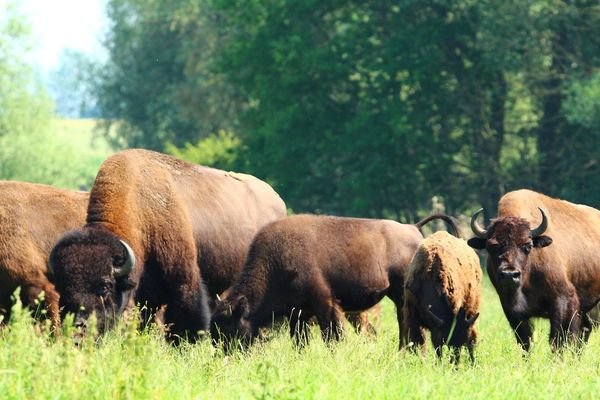 Bison Herde