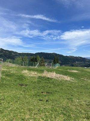 Ansicht Wiese / Weide