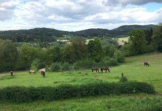 weitläufige Pferdekoppel