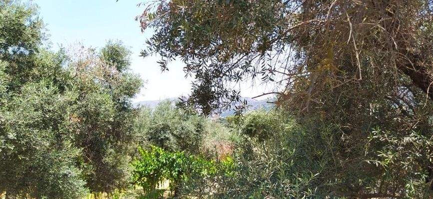 Kreta, Daratsos: Grundstück in ruhiger Lage neben der Stadt Chania zu verkaufen