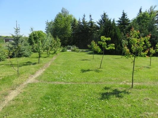 Kleiner Weg mit vorhandenen Obstbäumen