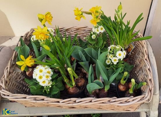 Frühlingserwachen