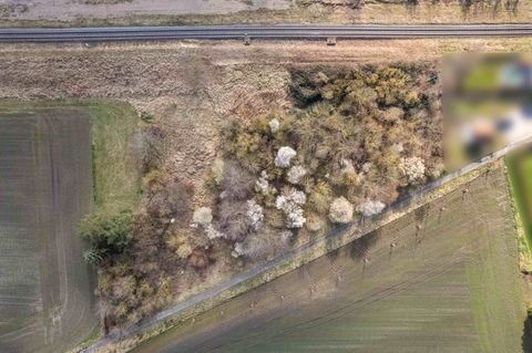 Klein Oschersleben Bauernhöfe, Landwirtschaft, Klein Oschersleben Forstwirtschaft