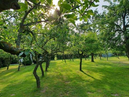 Garten mit Obstbaumbestand