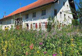 Blumenwiese