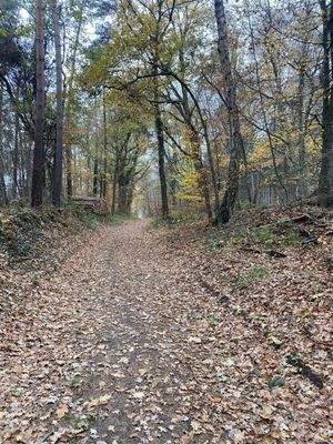 der schöne Wald, direkt vor der Tür