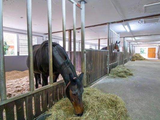 Pferdestall/ Boxen