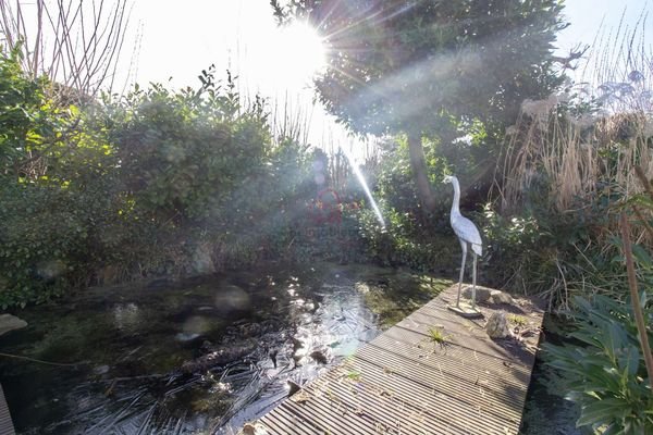 Teich mit Steg