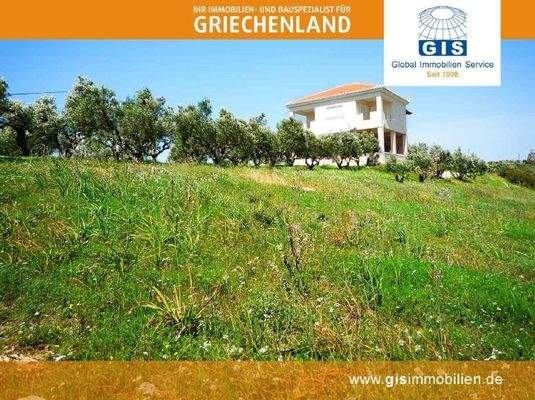 schöne Olivenbäume