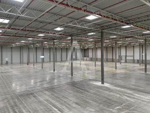 Köln Halle, Köln Hallenfläche