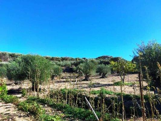 Ostkreta, Pappagiannades: Bewohnbares Haus mit Olivenbäumen und Bergblick zu verkaufen