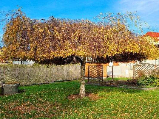 ... der Herbst ist da