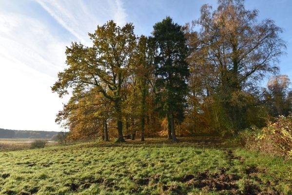 Dazugehöriger Wald.jpg