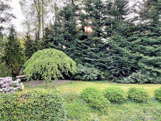 Sonnenaufgang hinter den Bäumen