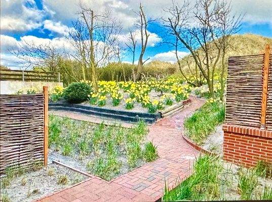 Osterglocken zur Düne