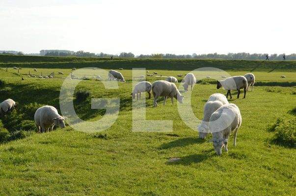 Schafe auf dem Deich