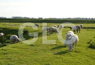 Schafe auf dem Deich