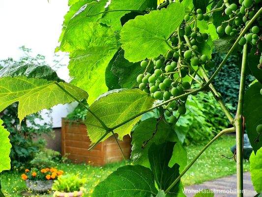 Nebengelass sehr schön mit 2 Sorten Wein bewachsen