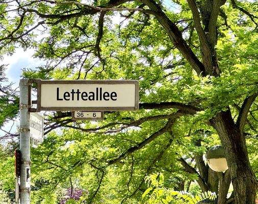 Letteallee Platane.jpg