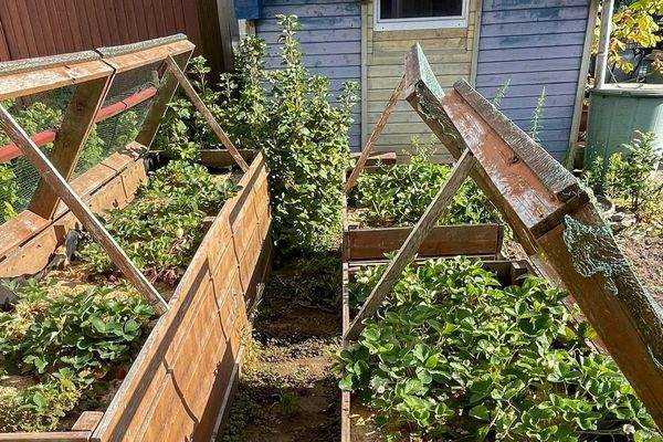 Nutzgarten mit Hochbeeten Sommer