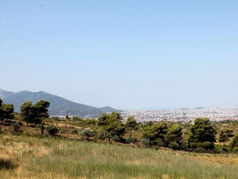 Athen Bauernhöfe, Landwirtschaft, Athen Forstwirtschaft