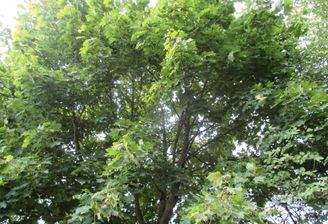 Wald 