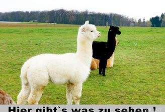 Hier gibts was zu sehen !!!