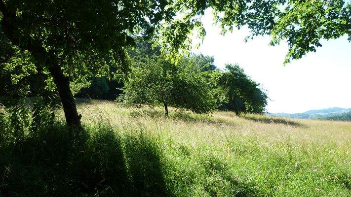 Streuobst auf der gro0en Wiese