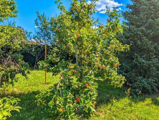 Prallgefüllter Apfelbaum