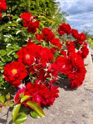 Garten-Impression (3)