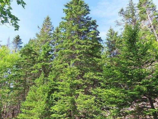 Cape Breton - Soldiers Cove - 26.790 m² großes Bau