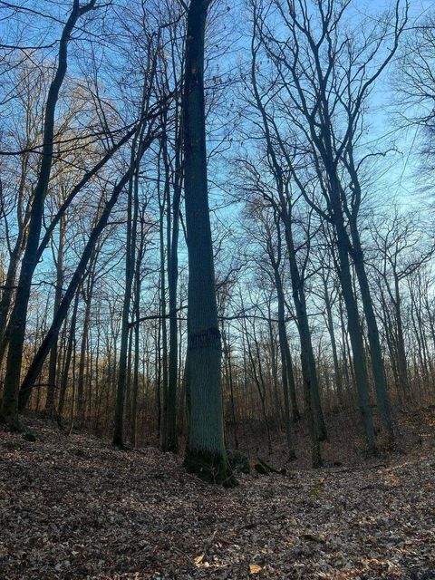 Ziethen Bauernhöfe, Landwirtschaft, Ziethen Forstwirtschaft