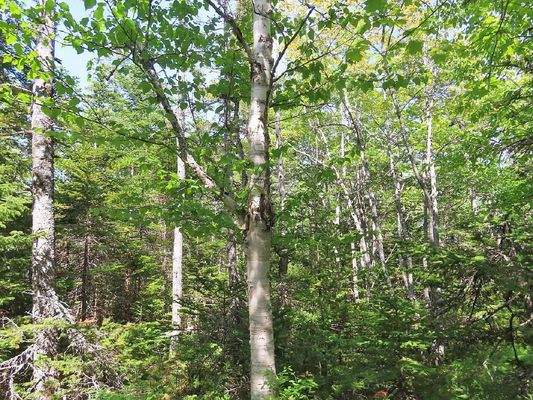 Cape Breton - Traumhaft schöne Atlantik-Lage - Pre