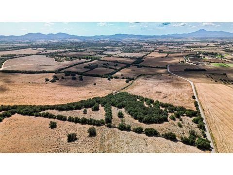 Manacor Grundstücke, Manacor Grundstück kaufen