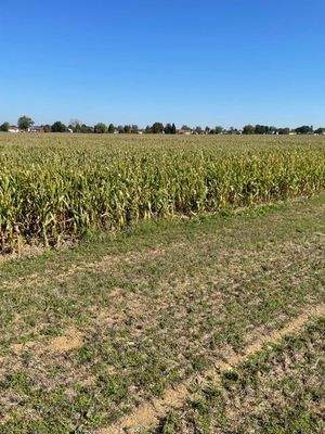 Ansicht des Ackers mit Mais von Süden nach Nordost