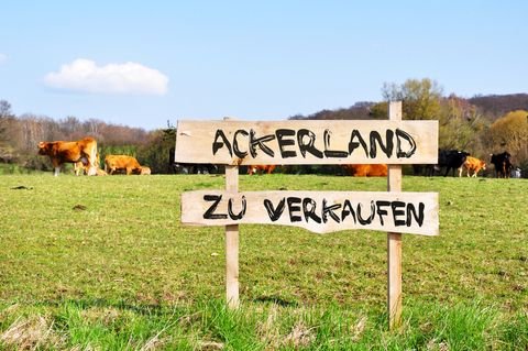 Friesoythe / Neuscharrel Bauernhöfe, Landwirtschaft, Friesoythe / Neuscharrel Forstwirtschaft