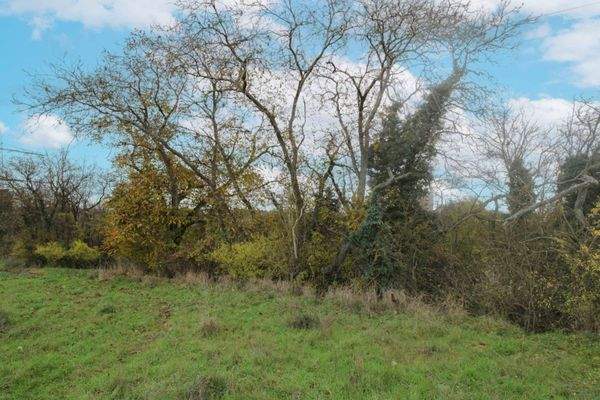 Ansicht Bepflanzung Walnussbäume