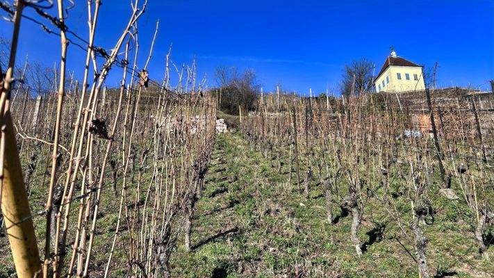 dazugehöriger Weinberg