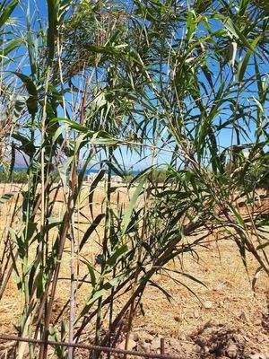 Kreta, Voukolies: Grundstück mit Baugenehmigung und Meerblick zu verkaufen