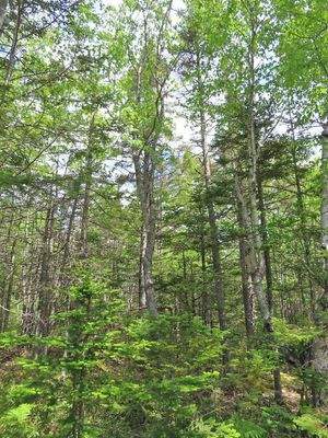 Cape Breton - Tolles Bau-Grundstück mit 12.400 m² 