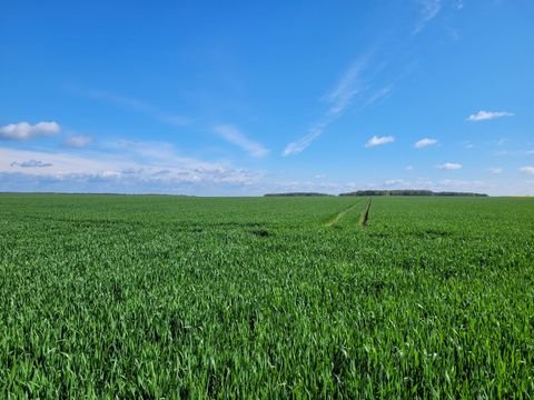 Friesack Bauernhöfe, Landwirtschaft, Friesack Forstwirtschaft