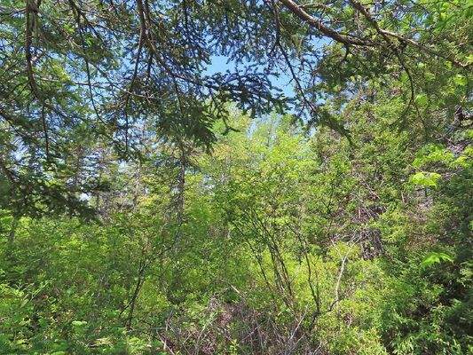 Cape Breton - 37,4 Hektar mit Atlantik-Zugang in t